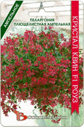 Пеларгония Кристал Квин F1 Роуз плющелистная 5шт Б/техн.
